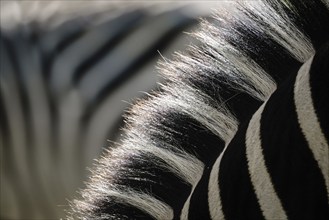 Burchells zebra (Equus quagga burchellii) mane and fur in black and white, pattern, Mosi-oa-Tunya