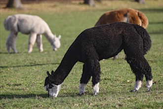 Grazing alpacas (Vicugna pacos), Germany, Europe