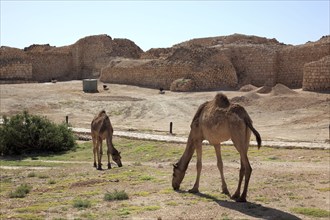 Samhuram, Khor Rouri, excavation site on the ancient Incense Road, Unesco World Heritage Site, near