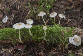 Bonnets (Mycena), mixed forest, Fanken, Bavaria, Germany, Europe