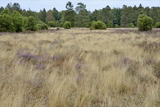 Heath landscape, typical vegetation, flowering common heather (Calluna Vulgaris) between true grass