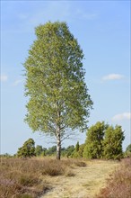 Heath landscape, typical vegetation, solitary tree birch (Betula) along a hiking trail, juniper