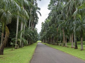 Avenue with royal palms, Kandy Botanical Gardens, Sri Lanka, Asia