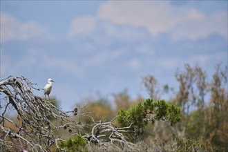 Great egret (Ardea alba) standing on a tree with clouds in the background, Camargue, France, Europe