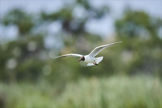 Black-headed gull (Chroicocephalus ridibundus) flying, Camargue, France, Europe