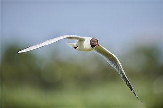 Black-headed gull (Chroicocephalus ridibundus), flying, Camargue, France, Europe