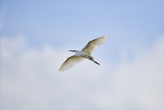 Great egret (Ardea alba) flying in the sky, Camargue, France, Europe