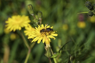 European honey bee (Apis mellifera), on yellow (Halictus) flower, macro, bloom, Zingaro, National