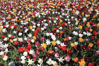 Many colourful tulips in one area