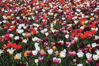 Many colourful tulips in one area