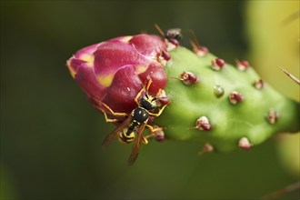 European paper wasp (Polistes dominula) on a Indian fig opuntia (Opuntia ficus-indica) blossom,