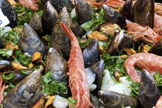 Prawns and mussels, close, markets, open air, Palermo, capital, Sicily, Italy, Europe