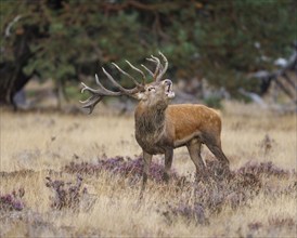 Red deer (Cervus elaphus) in the Hoge Veluwe National Park, Netherlands