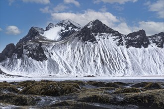 Black sand dunes with reed remains, behind them snowy rocky slopes of Klifantindur, near