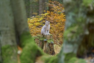 Eurasian lynx (Lynx lynx), sitting on tree trunk in autumn forest