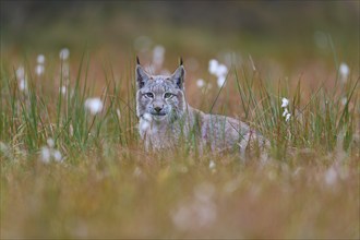 Eurasian lynx (Lynx lynx), in meadow