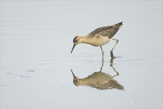 Ruff (Philomachus pugnax) adult bird in a shallow lagoon, Lincolnshire, England, United Kingdom,