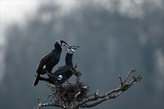 Great cormorant (Phalacrocorax carbo), pair at nest, Essen, Ruhr area, North Rhine-Westphalia,