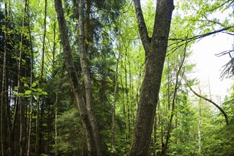 The Tharandt Forest, formerly known as the Grillenburg Forest, is a landscape in the centre of