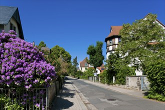 Dresden Weißer Deer