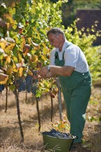 Grape grape harvest in the Spaargebirge near Meißen