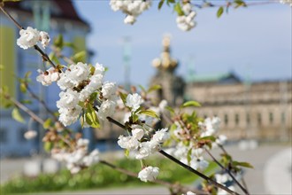 Thanks to the greening of Dresden's Postplatz, which was prompted by public protests, visitors can