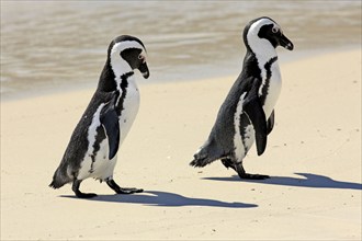 Jackass Penguins (Spheniscus demersus), Boulder, Simon's Town, Western Cape, South Africa, Africa