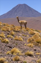 Vicunia (Vicugna vicugna) (Llama vicugna), Vicuna, Altiplano, Chile, South America