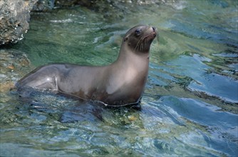 Californian Sea Lion (Zalophus californianus), Monterey, California, USA, North America