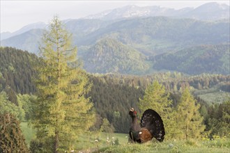 Western capercaillie (Tetrao urogallus) courting, Kalkalpen National Park, Upper Austria, Austria,