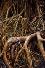 Strangler fig (Ficus virens), tropical tree, tree, rainforest, jungle, Atherton tablelands,