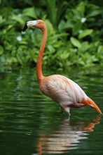 American Flamingo (Phoenicopterus ruber ruber), Roter Flamingo /