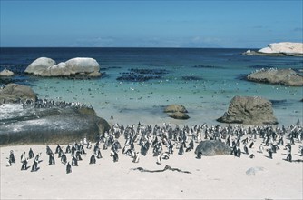 Jackass Penguin (Spheniscus demersus) colony, Boulders Beach, South Africa, Africa