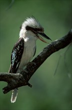 Laughing Kookaburra (Dacelo novaeguineae) Australia