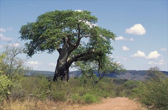 Baobab, Zambezi National Park, Zimbabwe (Adansonia digita)