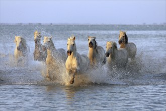 Camargue horses run through water, Camargue, Provence, South of France, Camargue horse, white horse