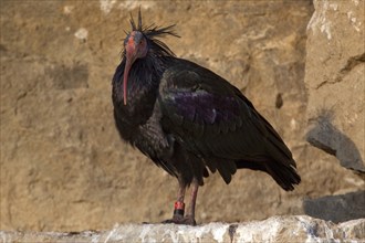 Northern bald ibis (Geronticus eremita), captive, Bad Mergentheim Wildlife Park, Baden-Württemberg,