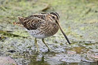 Common snipe (Gallinago gallinago), foraging, Switzerland, Europe