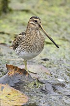 Common snipe (Gallinago gallinago), foraging, Switzerland, Europe