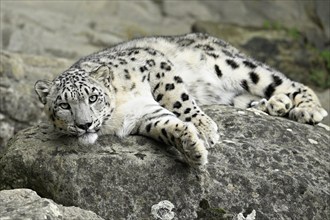 Snow leopard (Uncia uncia), lying on rocks, captive, Switzerland, Europe