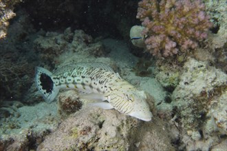 Speckled sandperch (Parapercis hexophthalma), House reef dive site, Mangrove Bay, El Quesir, Red