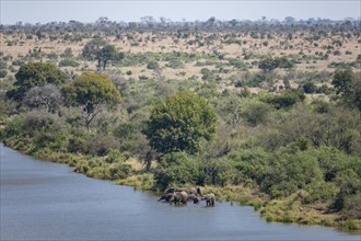 African elephants (Loxodonta africana), herd with young animals drinking at the Sabie River, Kruger