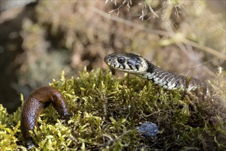 Grass snake and red slug (Arion rufus), Austria, Upper Austria), Upper Austria, Europe