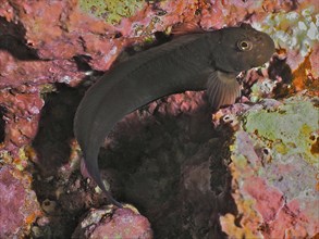 Red-lipped blenny (Ophioblennius atlanticus atlanticus), dive site El Cabron Marine Reserve,