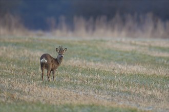 Roe deer (Capreolus capreolus) adult male buck on a grass field, Suffolk, England, United Kingdom,