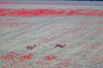 Roe deer (Capreolus capreolus) adult male buck and female doe in a farmland wheat field with