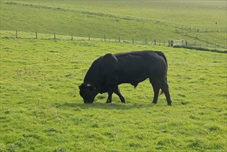 Bull at pasture, South Downs Way near Shoreham by Sea, West Sussex, England, Great Britain