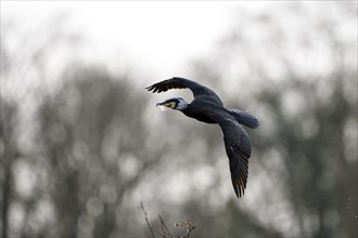 Great cormorant (Phalacrocorax carbo), adult bird brings nesting material, Essen, Ruhr area, North