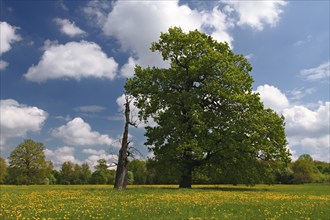 Meadow meadows blooming with buttercups, campion and bluebells in spring, Middle Elbe Biosphere