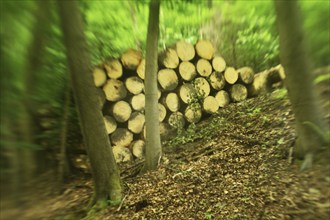 Forest damage in the Sauerland region has caused about 40 % of the spruce stand, especially in